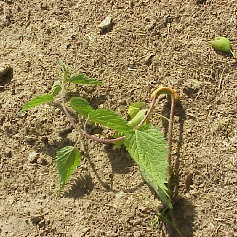 Nettle Root Extract